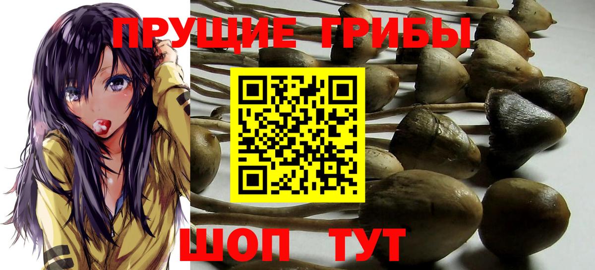 Псилоцибиновые грибы Cubensis Сызрань